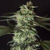 Genehtik - Medizinal CBD 1 ks - Semená neobsahujú THC