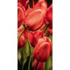 Dimex fototapeta Červené tulipány S-487 | 110 x 220 cm (Vliesová fototapeta | lepidlo zdarma)