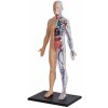4D Master - Anatomie člověka - 1/2 těla 33 cm