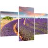 Levanduľové polia - obraz (Obraz 90x60cm)