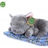 Rappa Plyšový pes francúzsky buldoček ležiaci 23 cm ECO-FRIENDLY