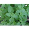 Kocúrnik - nepeta - (semená)