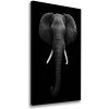 Vertikálny foto obraz na plátne Africký slon 50x100 cm
