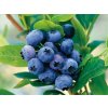 Čučoriedka kanadská Goldtraube 71 30-40cm - Vaccinium corymbosum kont. 1,5 l
