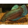 Betta splendens super delta - samica (bojovnica pestrá)