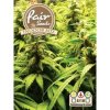 Fair Seeds Indoor MIX semena neobsahují THC 10 ks