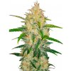 Fastbuds - Zkittlez Auto 100 ks - semená neobsahujú THC