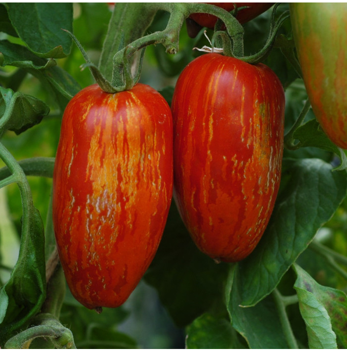 BIO Paradajka Striped Roman - Solanum lycopersicum - bio semená paradajky - 7 ks