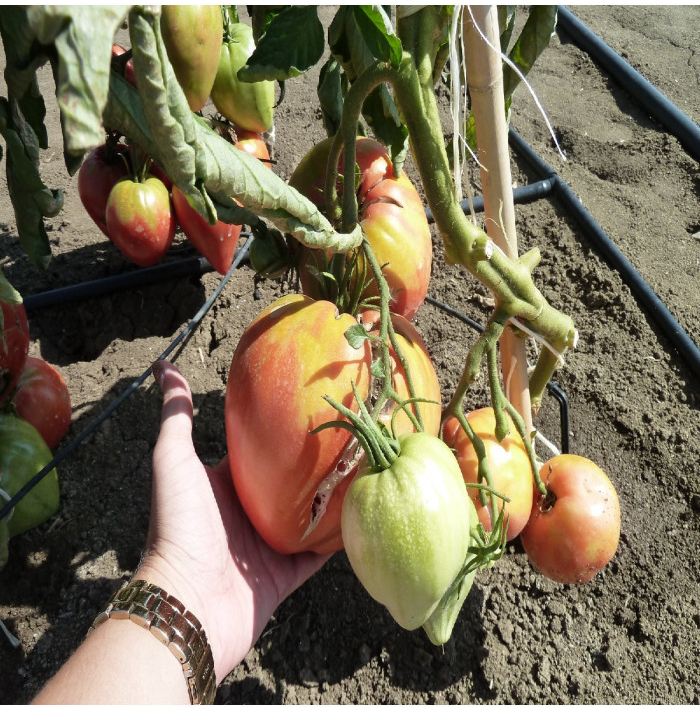 Paradajka Býčie srdce Herodes - Solanum lycopersicum - semená paradajky - 15 ks