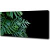 Foto-obraz canvas do obývačky Monstera 100x50 cm