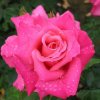 Ruža veľkokvetá kríková - Fragrant Criterion - Rosa - voľnokorenné sadenice ruže - 1 ks