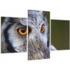 Obraz sovy (Obraz 90x60cm)