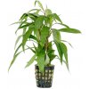 Hygrophila siamensis