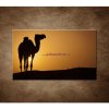 Obraz - Ťava na sahare 90x60cm