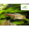 Tetra žiarivá 10 ks - Hemigrammus erythrozonus