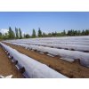 Agrotex Zakrývacia textília 17g, 1,6x250m biela