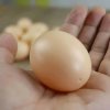 Plastové podkladové vajce pod sliepku 1ks (Praktické umelé vajíčko na podporu znášky a udržanie poriadku v kurníku)