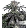 Dutch Passion Bubba Island Kush® neobsahuje THC 10 ks