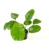 Anubias Barteri Wrinkled Leaf