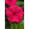 Vinca Catharanthus roseum s rezistenciou voči fytoftóre Valiant Series F1 Burgundy 1000 semien