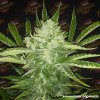 Tastebudz - Mimosa Auto 1 ks - Semená neobsahujú THC