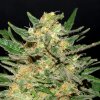 Kannabia Seeds - Thai Fantasy 100 ks - Semená neobsahujú THC
