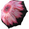 Dáždnik - ružový kvet