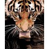 Diamondi Diamantové maľovanie TIGER PRI VODE 40 x 50 cm bez rámu a bez vypnutia plátna