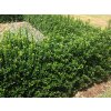 Bršlen japonský Green Rocket, výška 20-30 cm, kvetináč 13 cm