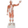 Mužská postava so svalmi v životnej veľkosti, 37 častí (Anatomické modely)