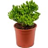 Crassula ovata Hobbit 17x35 cm