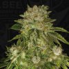 T.H.Seeds™ Semená kanabisu MK-Ultra™, rôzne balenia, feminizované 6+1 ks