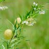 Gompokarpus Levia guľa - Gomphocarpus physocarpus - predaj semien - 30 ks