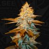 T.H. Seeds Strawberry Glue semena neobsahuji THC 5 ks