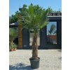 Trachycarpus fortunei Premium s výškou kmeňa 100 cm, v celkovej výške 270 cm