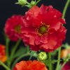 Kuklík čílsky Red Dragon - Geum chiloense - semená kuklíka - 20 ks