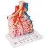 Pľúcna lobulka s okolitými krvnými plavidlami (Anatomické modely)