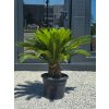 Cycas revoluta Premium výškou kmeňa 20 cm v celkovej výške 90 cm