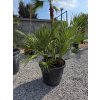 Chamaerops humilis 2 kmene v celkovej výške 140 cm