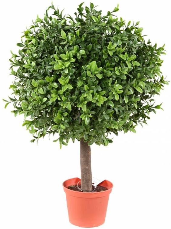 Krušpán - Buxus guľa New, 45cm