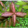 Hygrophila polysperma Sunset