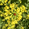 Horčica čierna - Brassica nigra - semiačka - 50 ks