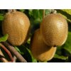 Kiwi veľkoplodé SOLO 20-50 cm, samoopelivé, kont. 2 l