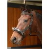 Harrys Horse Ohlávka pre tréning koňa CAVESSON Nylonová Čierna