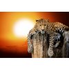 DIMEX | Vliesové fototapety na stenu Leopard so západom slnka MS-5-0599 | 375 x 250 cm | červená, béžová, oranžová + Vliesová fototapeta na stenu DIMEX Leopard so západom slnka MS50599 v rozmere 375 x
