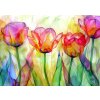 Enjoy puzzle Tulipánová záhrada 1000 dielikov