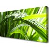 Obraz Canvas Tráva voda kvapky príroda 100x50 cm