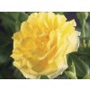 Ruža popínavá Golden Climber, výška 50-60 cm, kvetináč 17 cm