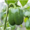 Paprika Beluga Green F1 - Capsicum annuum - predaj semien - 5 ks