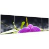 Kvet orchidey - obraz (Obraz 170x50cm)
